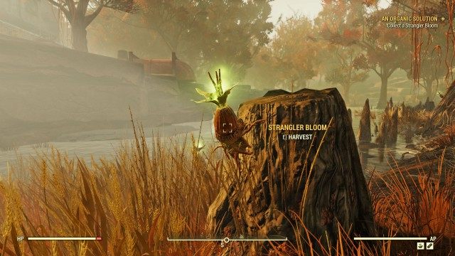 Collect a Strangler Bloom