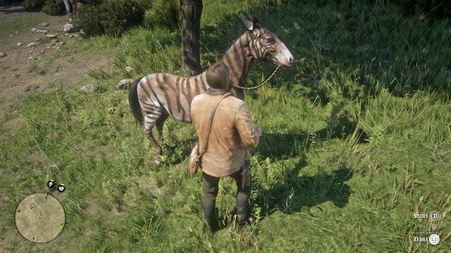 Capture or calm the zebra