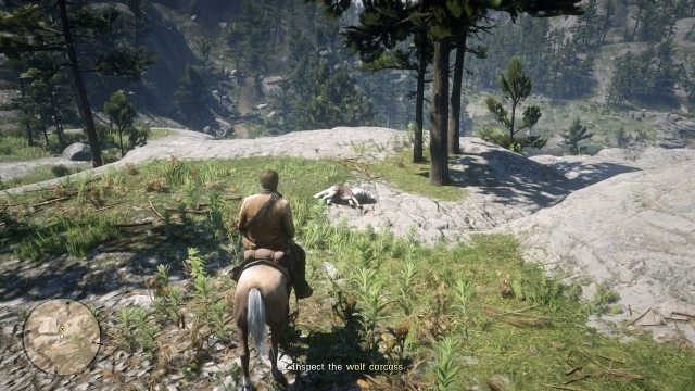 Search the area for signs of the boar / Inspect the wolf carcass