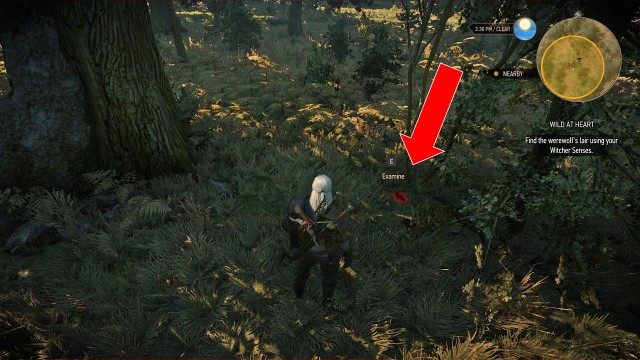 Find the werewolf's lair using your Witcher Senses.