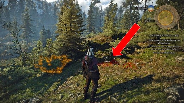 Find a pimpernel in the woods using your Witcher Senses.