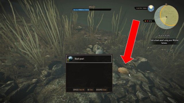 Follow Nidas to the pearl bed. / Find a black pearl using your Witcher Senses.