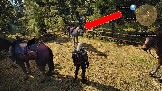 Lead the horse into the enclosure. / Talk to the owner.
