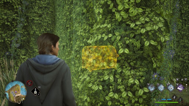 Hedge Mazes