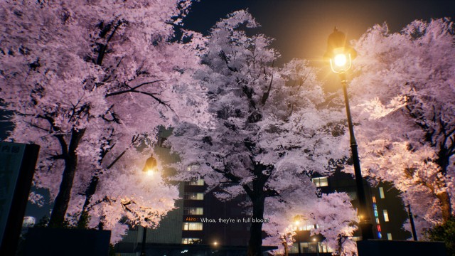 Cleanse the cherry blossom tree