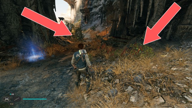 Boiling Bluff Seed Pod 1/2