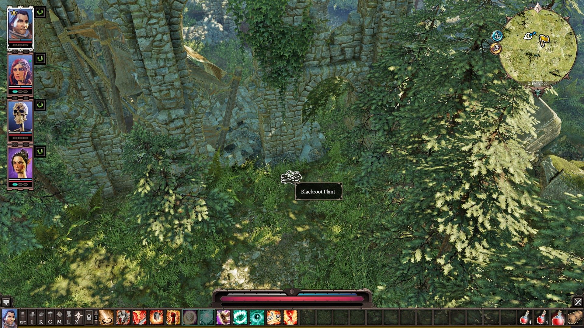 Blackroot Plants, Divinity: Original Sin 2 Points of interest