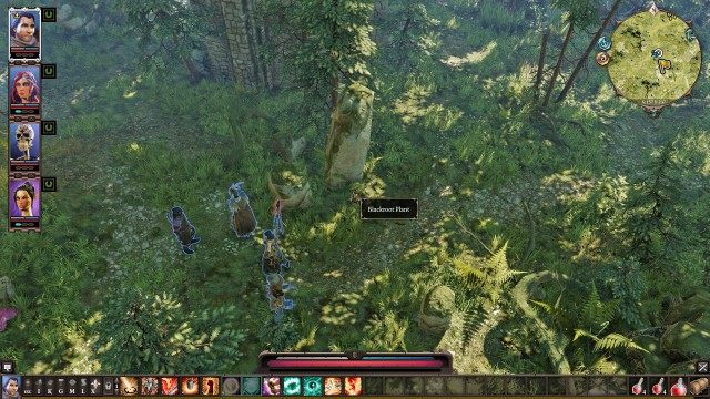 Blackroot Plant