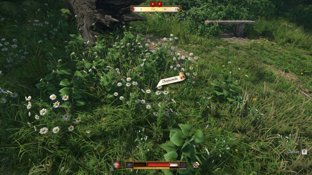 Pick chamomile.