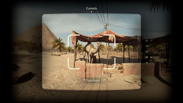 Camels