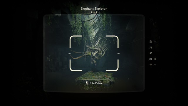 Elephant Skeleton