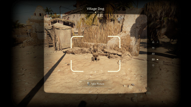 Village Dog