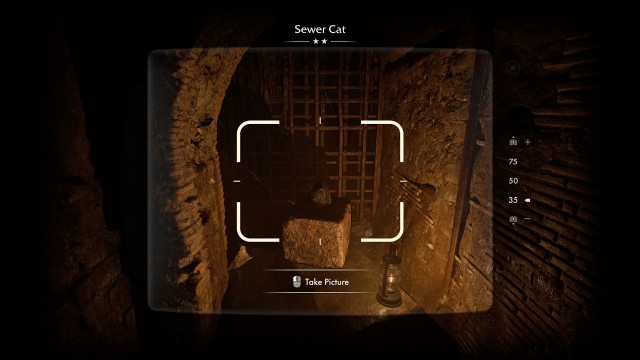 Sewer Cat